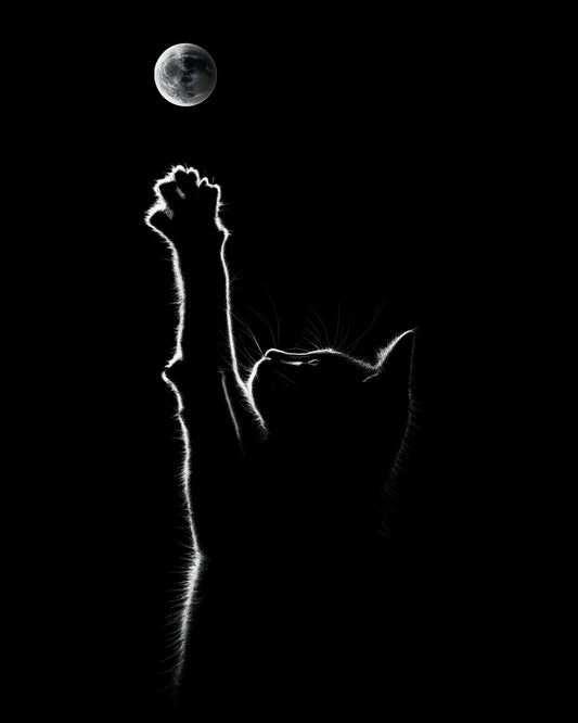 Silhouette of a cat reaching towards the moon against a black background