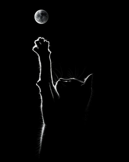 Silhouette of a cat reaching towards the moon against a black background